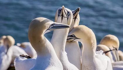 开云体育-字母哥19+11普理查德25+9 雄鹿不敌绿军三连败