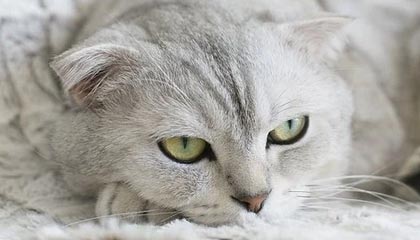 开云体育-字母哥19+11普理查德25+9 雄鹿不敌绿军三连败