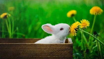 开云体育-字母哥19+11普理查德25+9 雄鹿不敌绿军三连败